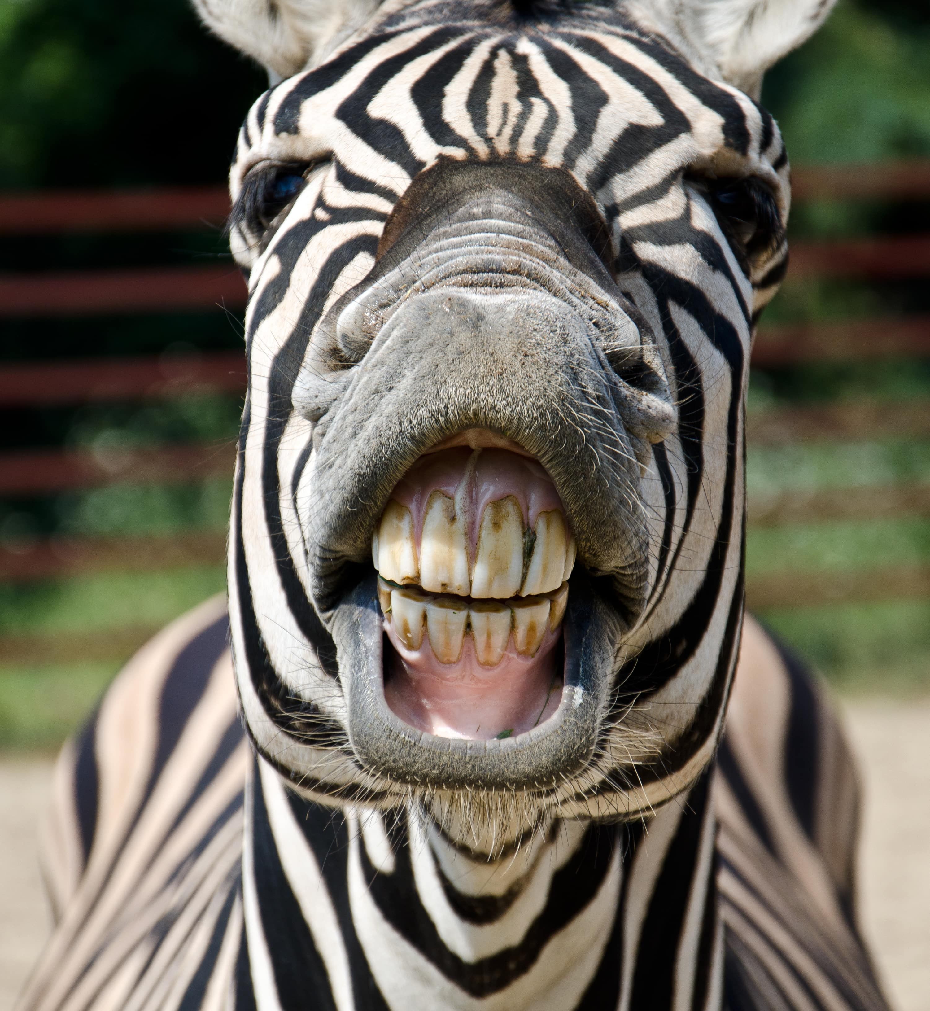 Zebra with raised lips so you can see its teeth